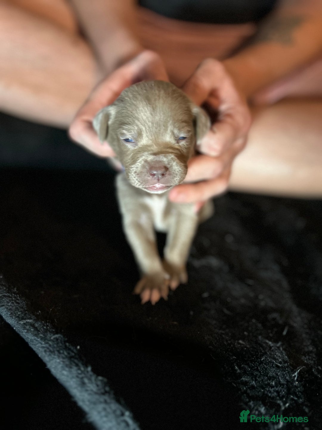 Mixed Breed dogs for sale: Staffadors staffy x labs  - Advert 13