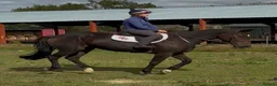 Irish Cob horses for sale: 16hh Black Cob Mare (Black Betty) - Advert 3