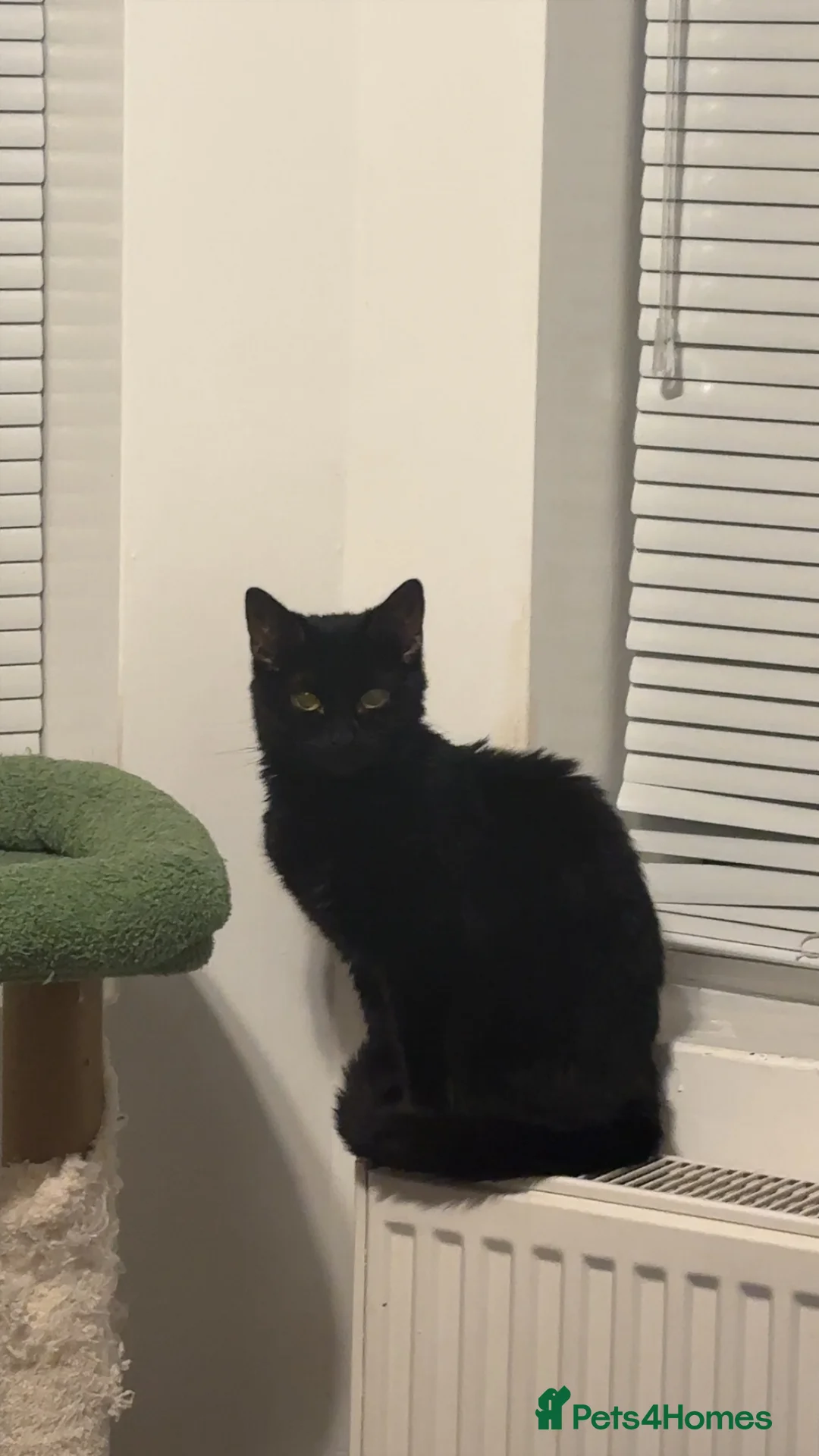 British Shorthair cats for sale: 1 year old Female, British Shorthair in Worthing - Advert 2