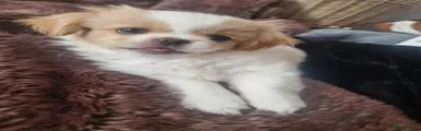 Rufus