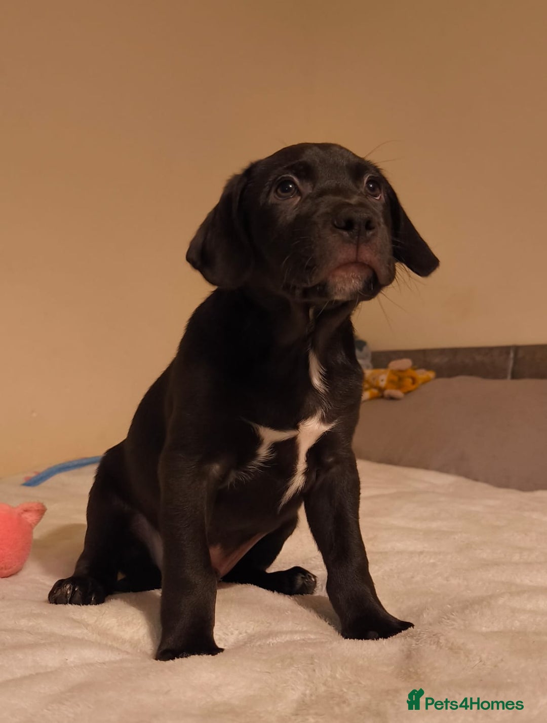 Mixed Breed dogs for sale: Staffy x border collie for sale  - Advert 1