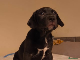 Mixed Breed dogs Staffy x border collie for sale - Advert 1
