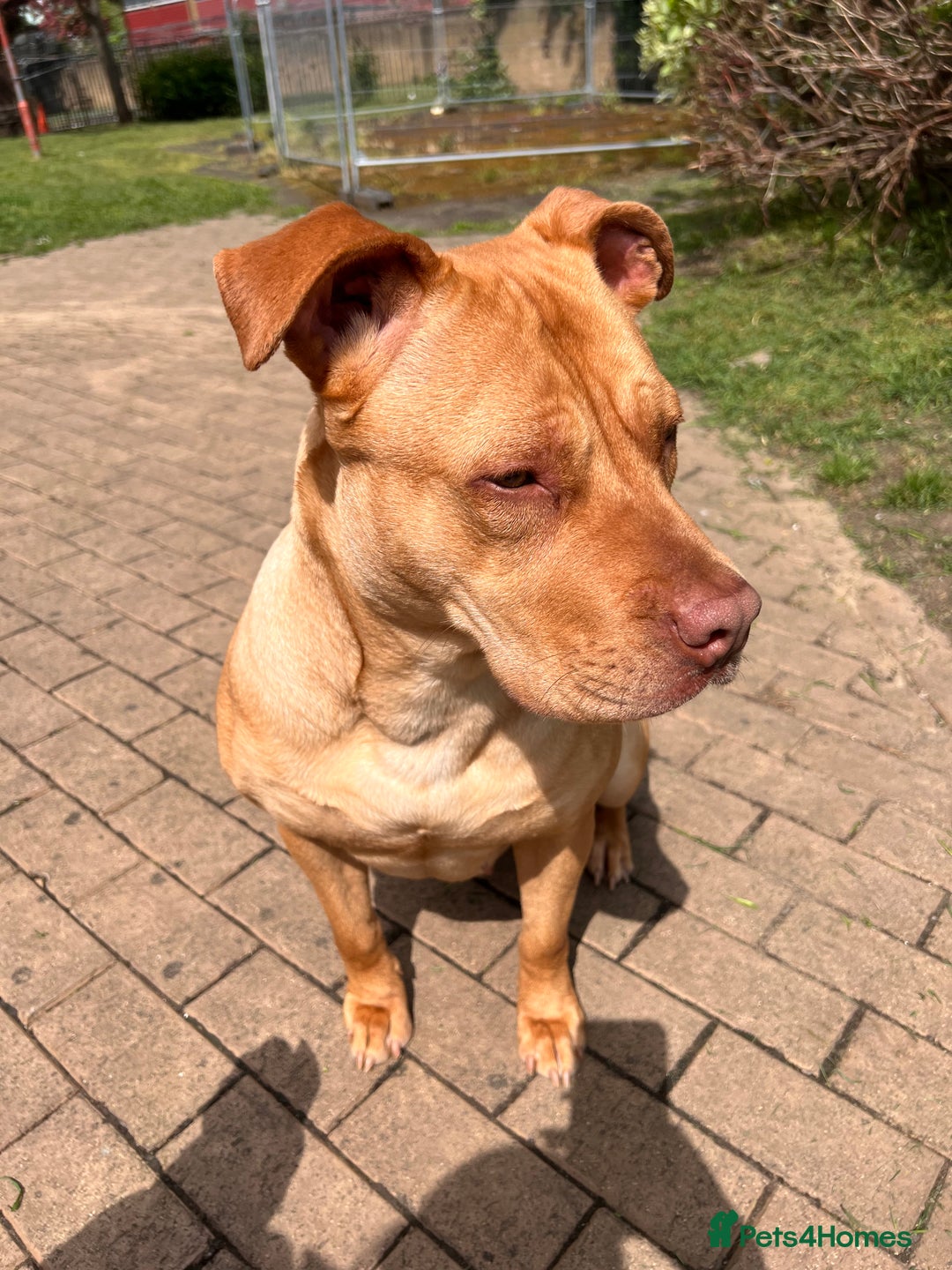 Mastiff dogs for sale: Bully mastiff for rehome - Image 2