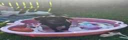 Mixed Breed dogs for sale: Rocky  - Advert 4