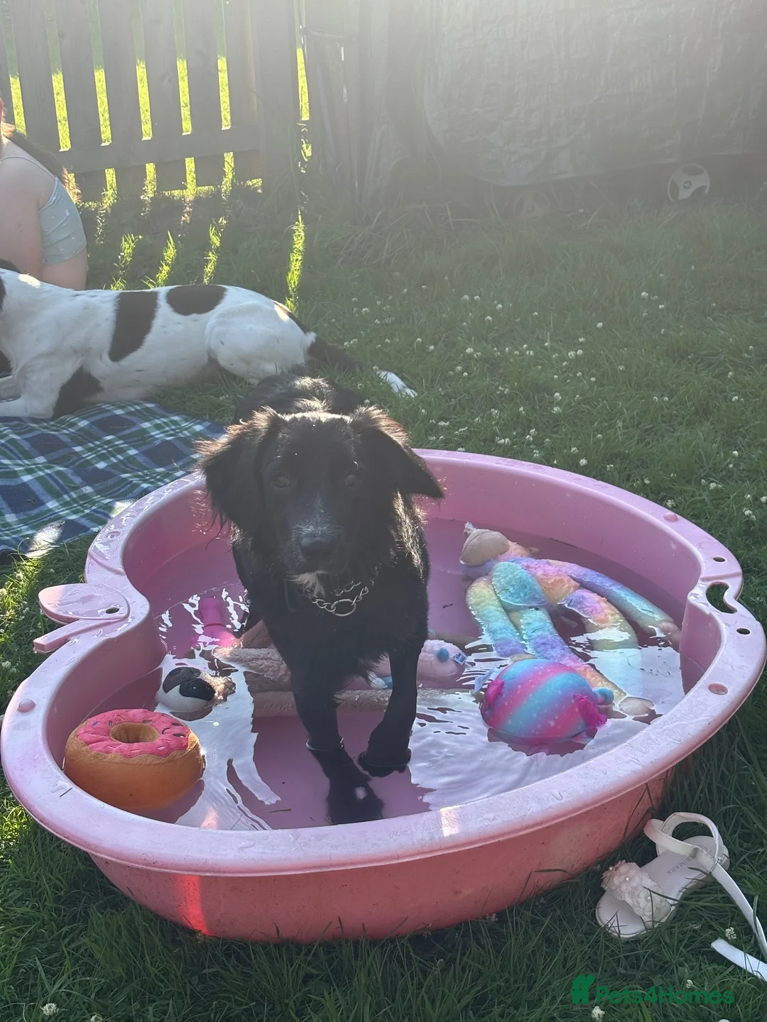 Mixed Breed dogs for sale: Rocky  - Advert 4