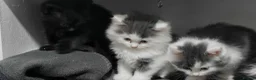 Mixed Breed cats for sale: 🐾 Adorable fluffy Kittens–Ready to leave now.🐾  - Advert 12