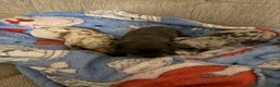 Miniature Dachshund dogs for sale: Miniature dachshund  - Advert 4