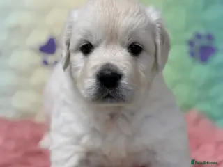 Golden Retriever dogs Beautiful KC reg DNA clear puppies available - Advert 4