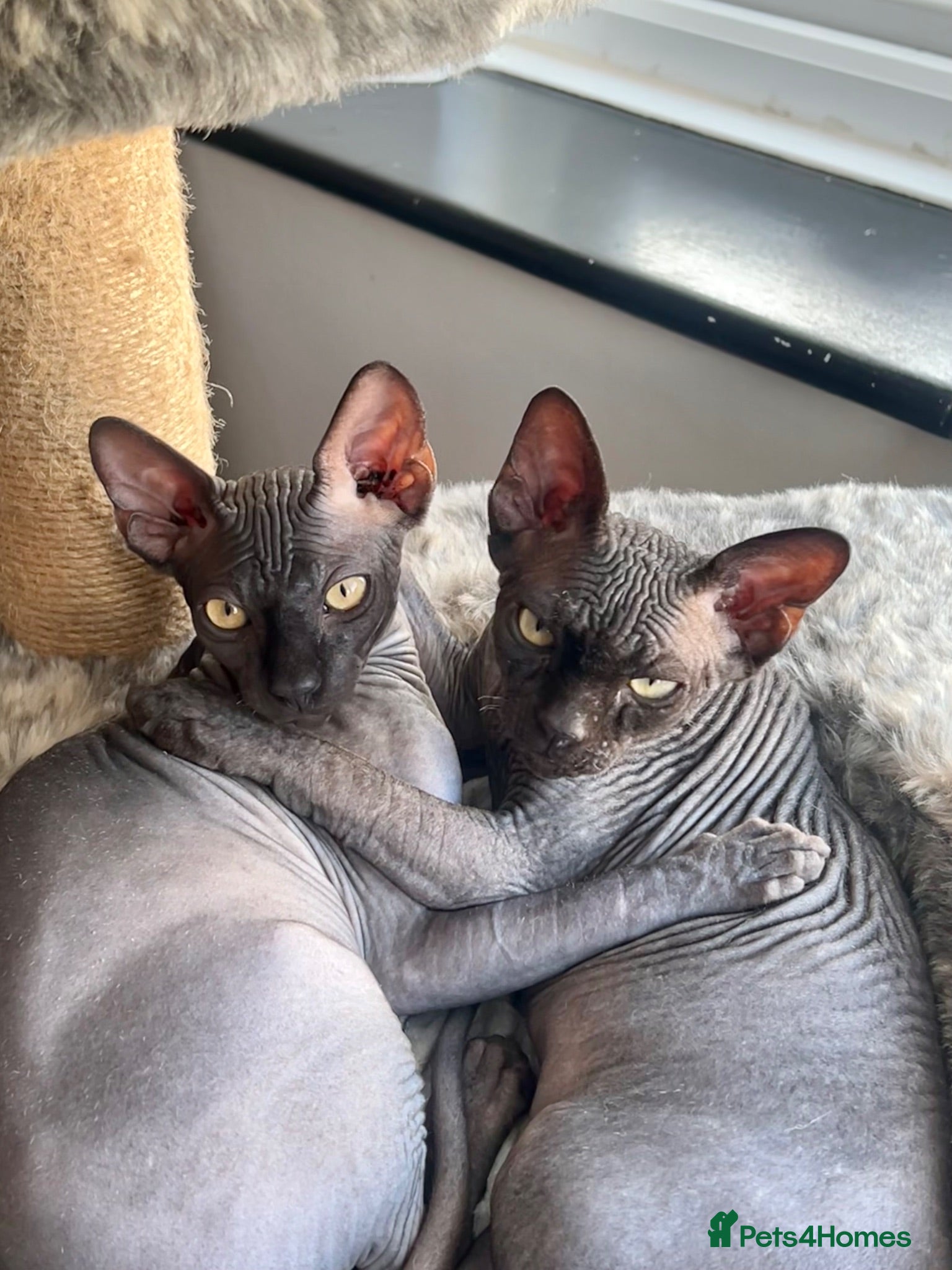 Sphynx cats Two beautiful Sphynx boys  - Advert 1