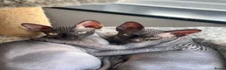 Sphynx cats for sale: Two beautiful Sphynx boys  in Liverpool - Advert 1
