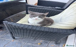 Domestic Shorthair cats for sale: Grey and white kitten  - Image 4