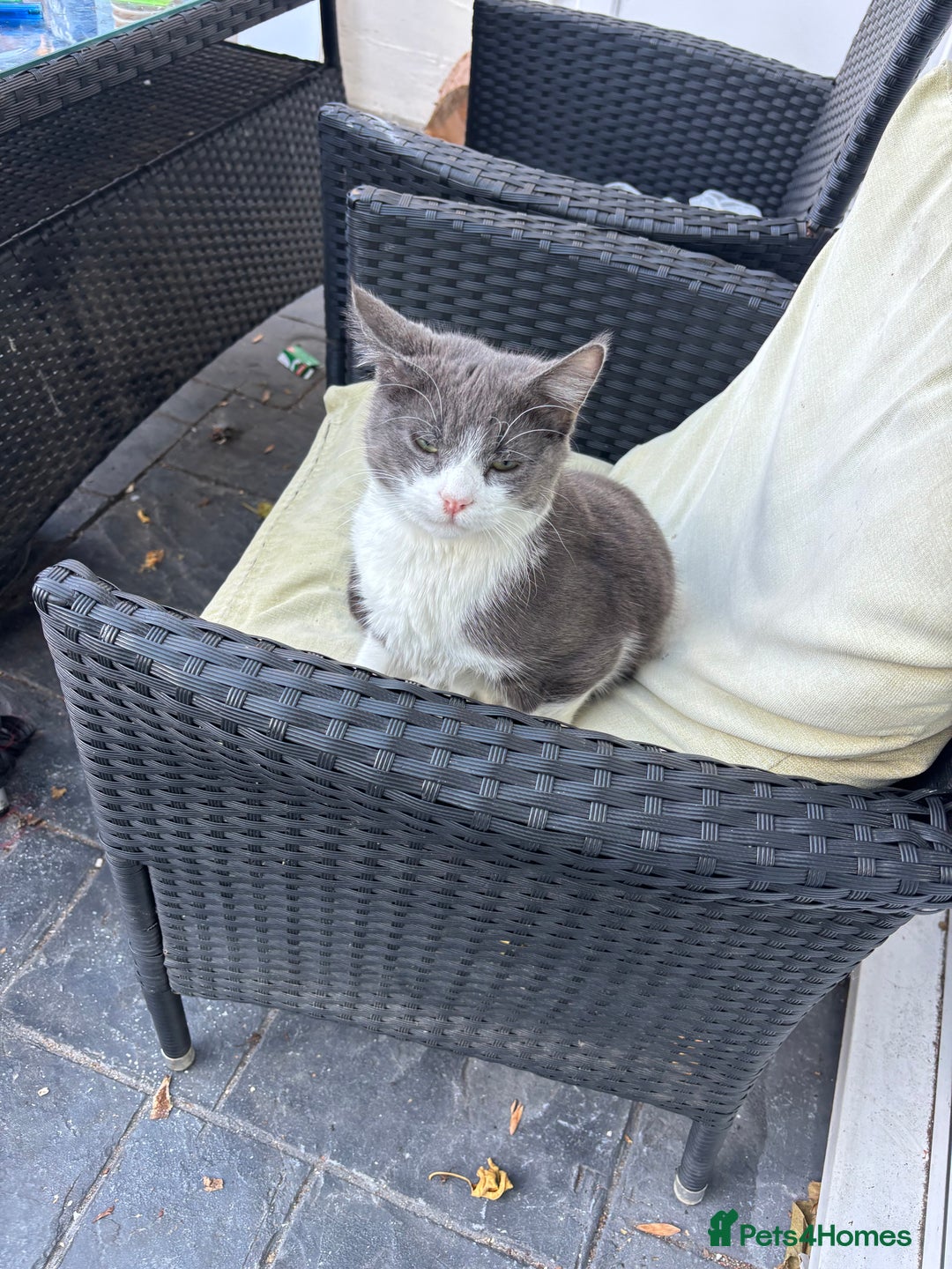 Domestic Shorthair cats for sale: Grey and white kitten  - Image 4