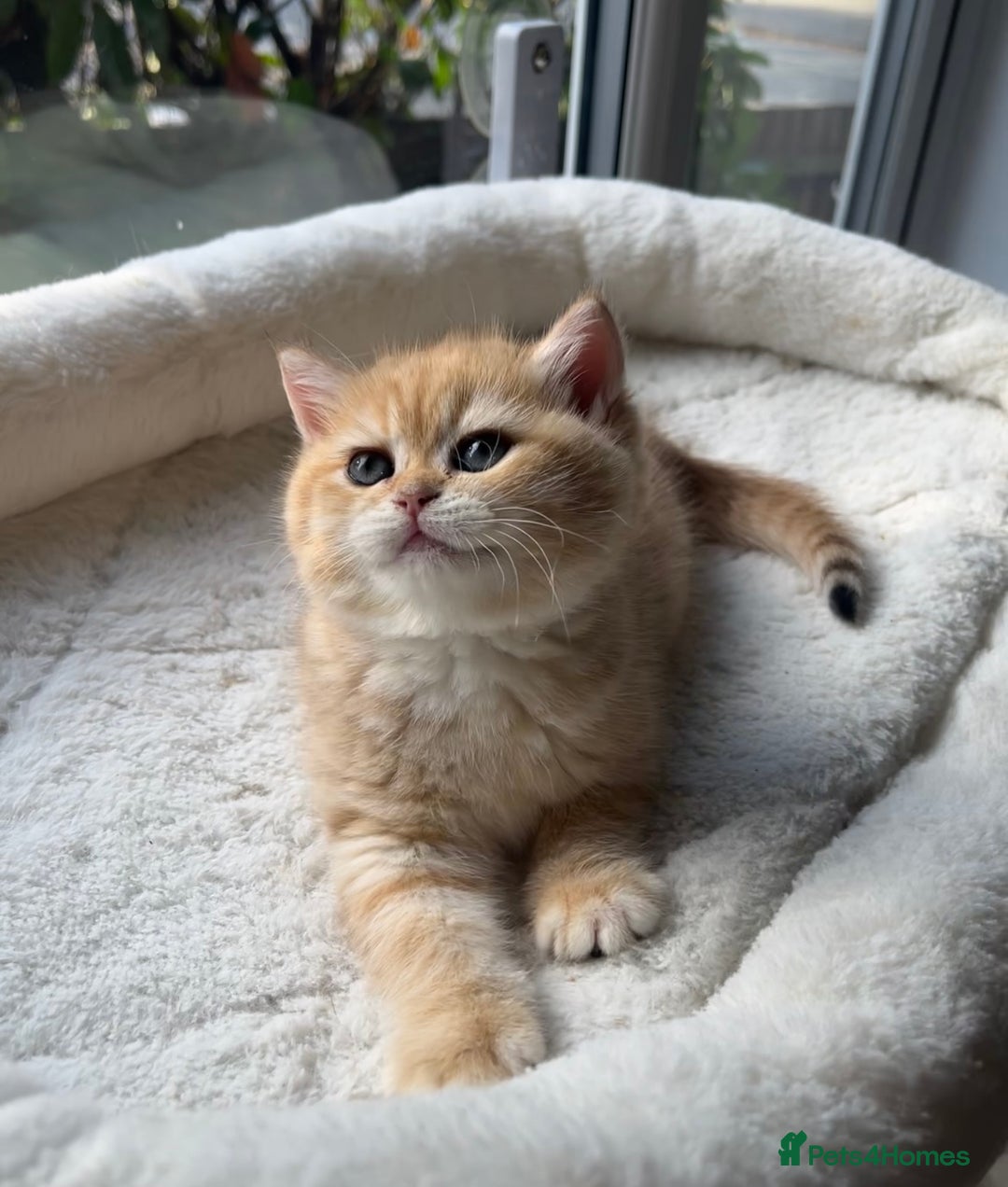 British Shorthair cats for sale: TICA Reg Beautiful Golden & Golden Tabby Bsh  - Advert 15