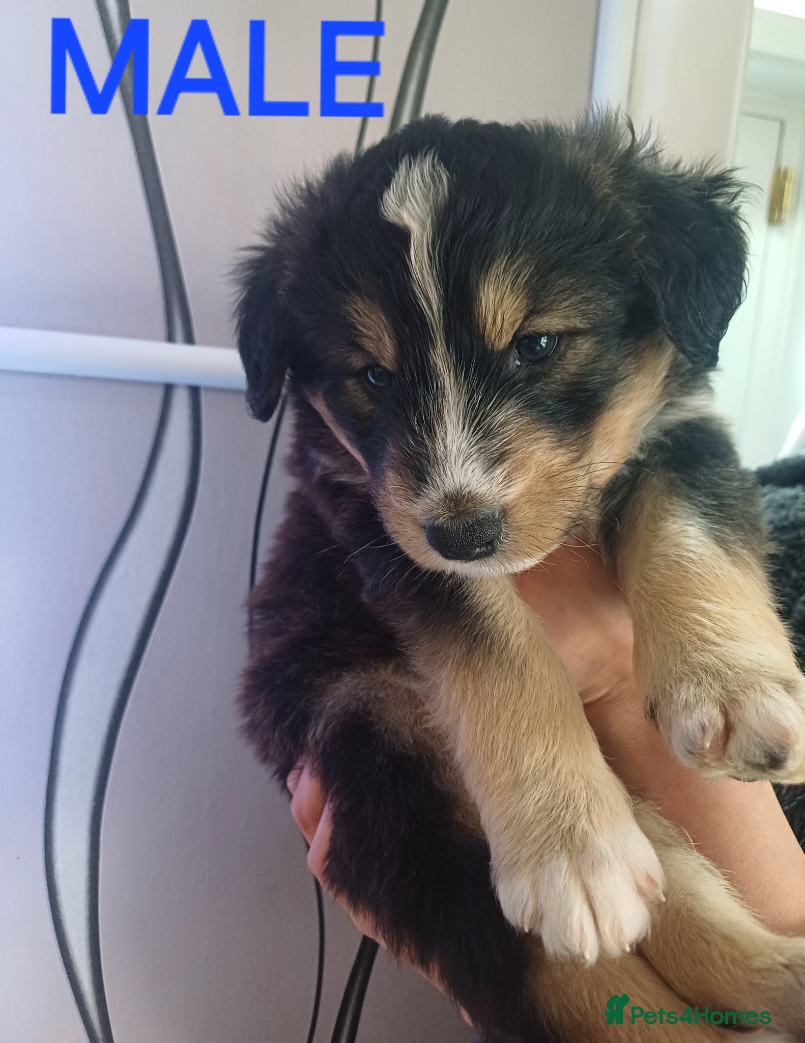 Mixed Breed dogs for sale: **STUNNING HUSKYDOODLES**LAST 1 READY TO LEAVE  - Advert 9