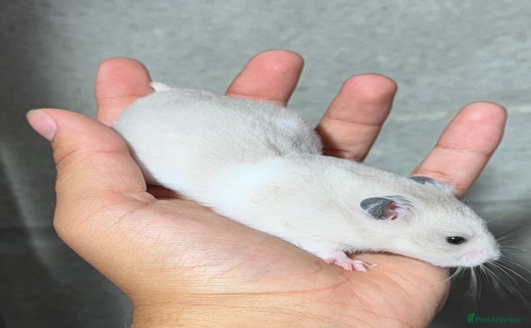 Hamster rodents - Advert 1