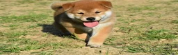 Japanese Shiba Inu dogs for sale: Exceptional Japanese Shiba Inu Puppies - Advert 28
