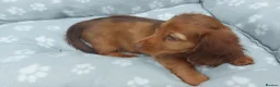 Miniature Dachshund dogs for sale: Miniature long hair dachshund - Advert 4