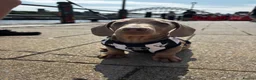 Miniature Dachshund dogs for stud: Beautiful Blue 💙 Miniature Dachshund Stud  in Gateshead - Advert 7