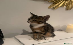 Mixed Breed cats for sale: 2 cats for sale - Image 5
