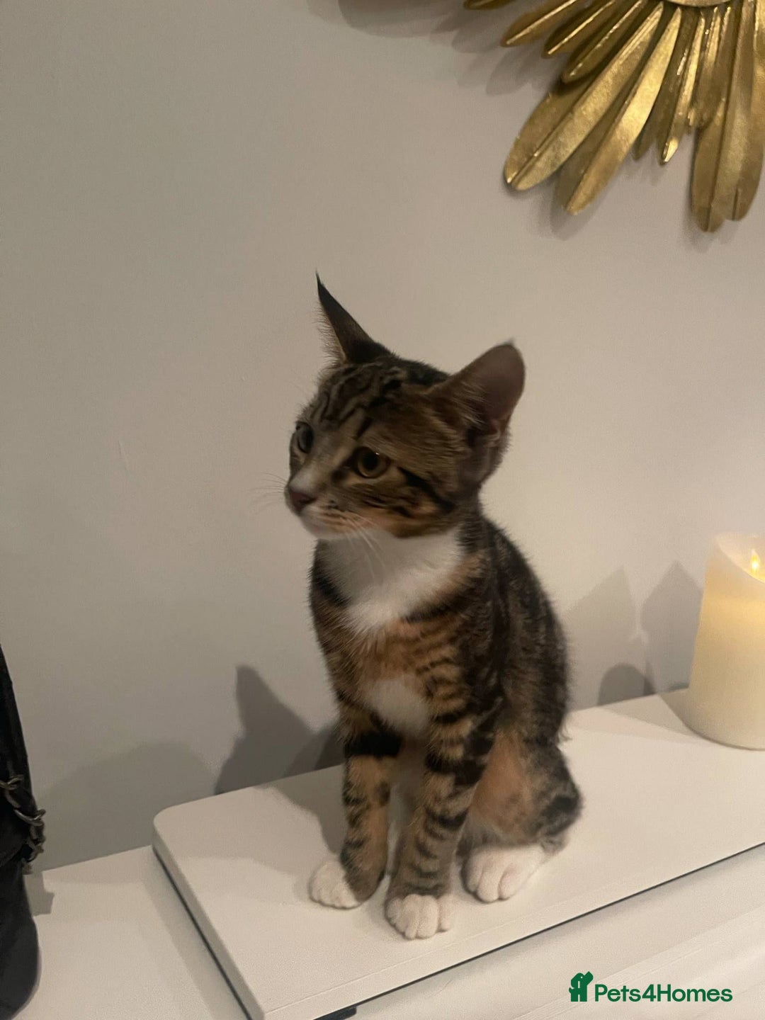Mixed Breed cats for sale: 2 cats for sale - Image 5