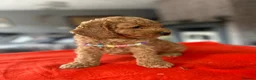 Poodle dogs for sale: Beautiful small poodle boys - Advert 4