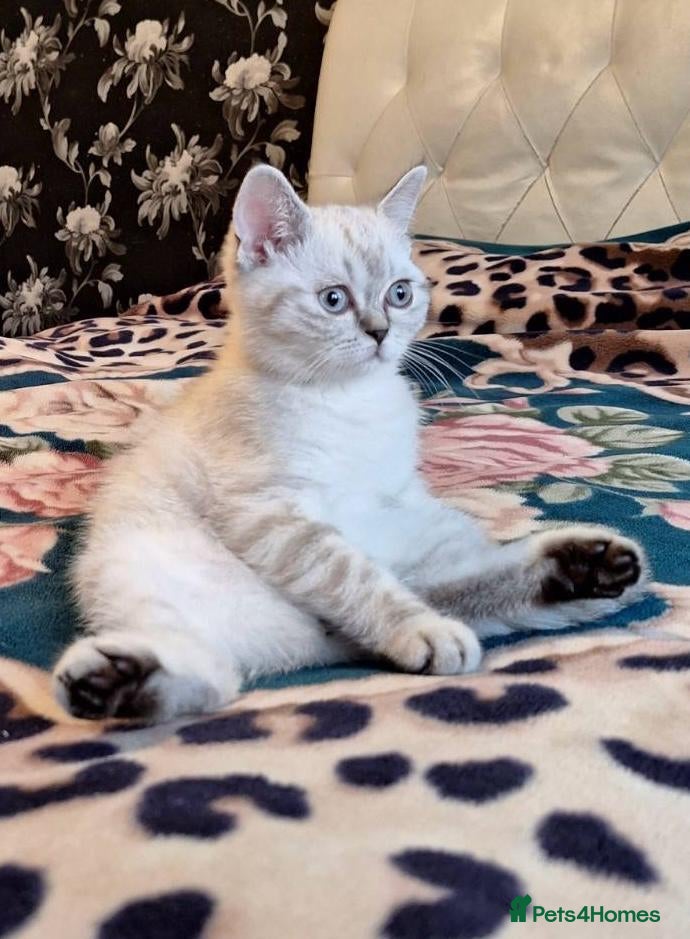 British Shorthair cats Pure Pedigree BSH Kittens for Sale - Advert 6