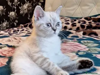 British Shorthair cats Pure Pedigree BSH Kittens for Sale - Advert 6