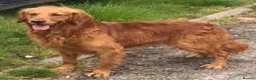 Golden Retriever dogs for stud: Extensively  fully health tested kc reg in Market Drayton - Advert 14