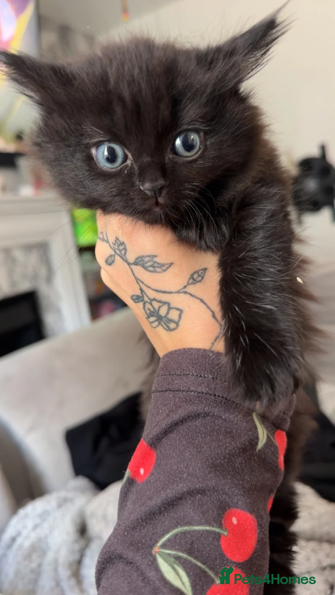 Mixed Breed cats for sale: Beautiful Long-Haired Crossbreed Kittens  - Advert 2