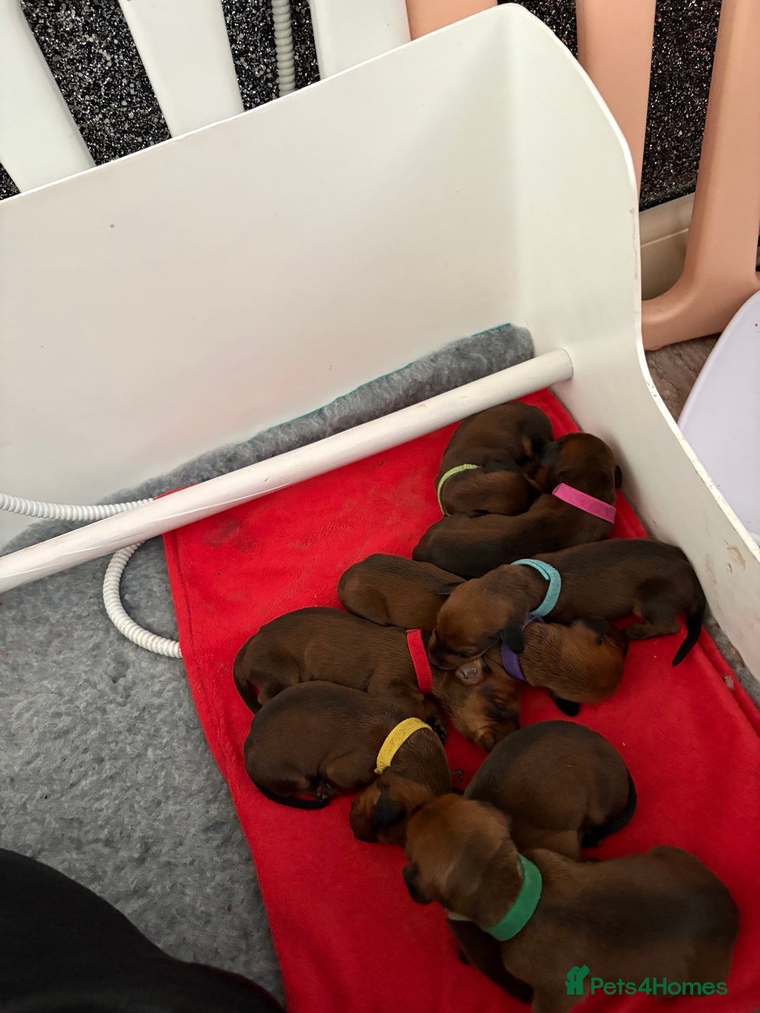 Dachshund dogs for sale: Ready now! Dachshund puppy/sausage dog 1 girl left - Image 12