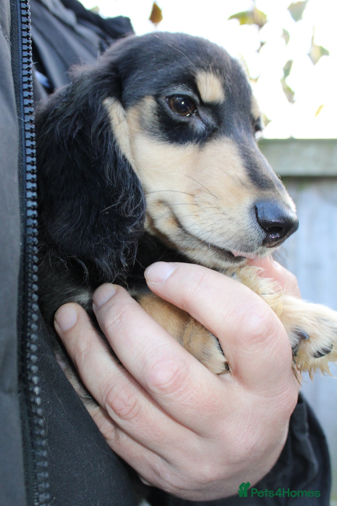 Miniature Dachshund dogs for sale: Long hair  - Advert 15