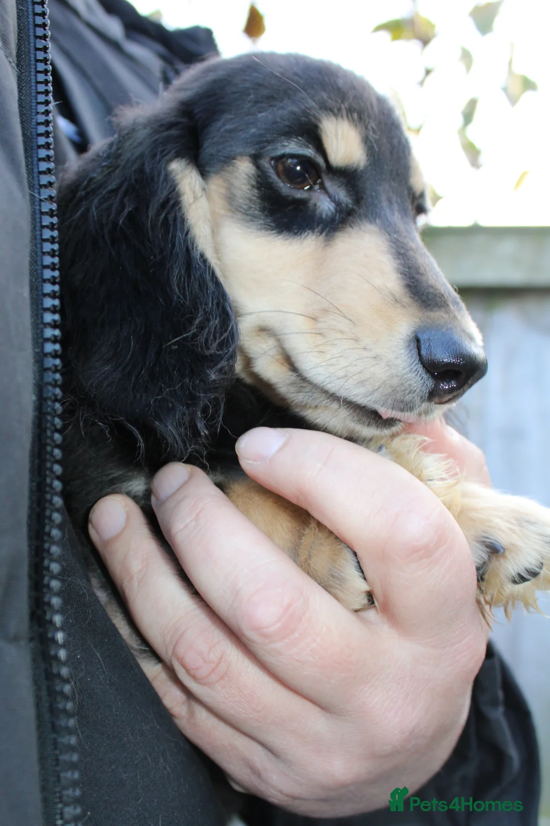 Miniature Dachshund dogs for sale: Long hair  - Advert 6
