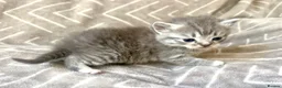 Mixed Breed cats for sale: British Blue/Silver Tabby Babies - Advert 13