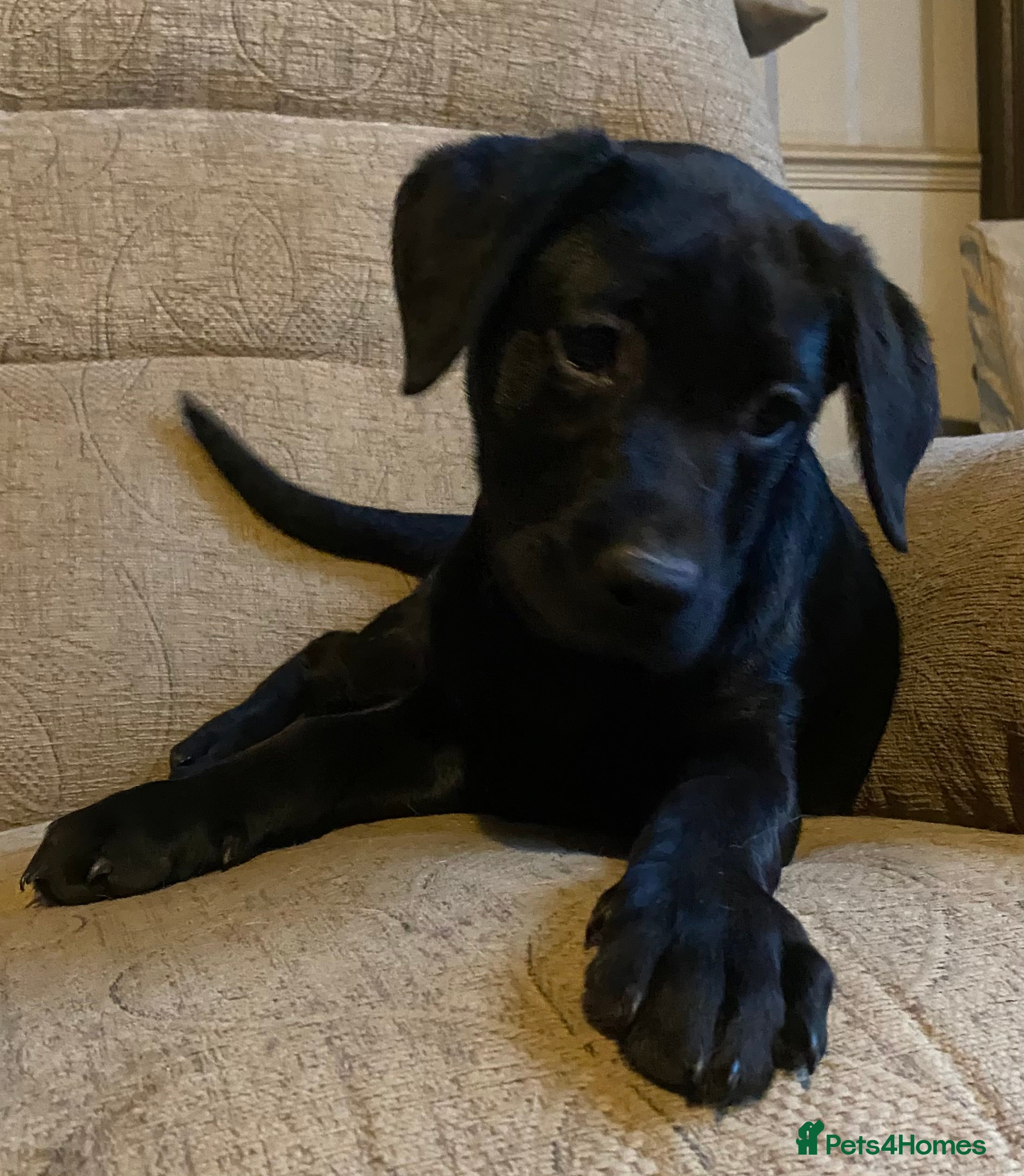 Labrador Retriever dogs Beautiful Labrador Puppies for Sale - Advert 2