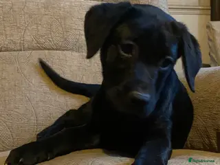 Labrador Retriever dogs Beautiful Labrador Puppies for Sale - Advert 18