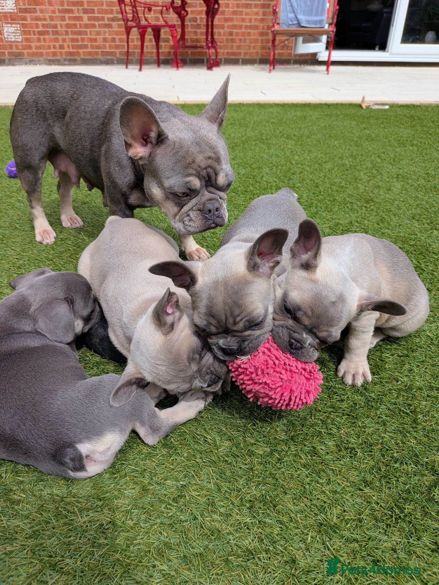 French Bulldog dogs French bulldog puppies Kennel Club registered  - Advert 2