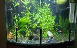 Live Bearers fish for sale: Tropical fish for sale 6 for £10 in Prescot - Image 1