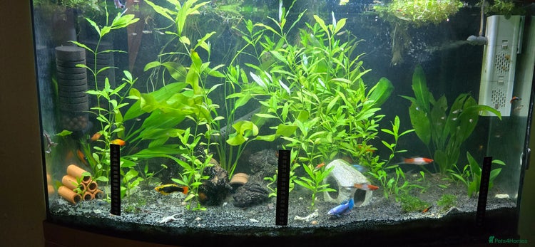 Live Bearers fish in Prescot - Advert 4