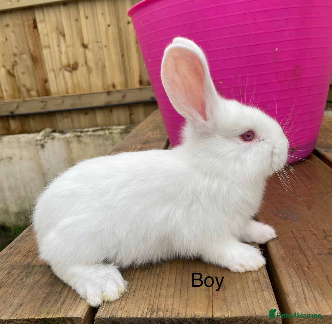 Continental Giant rabbits for sale: Various ages of continental giants - Advert 4