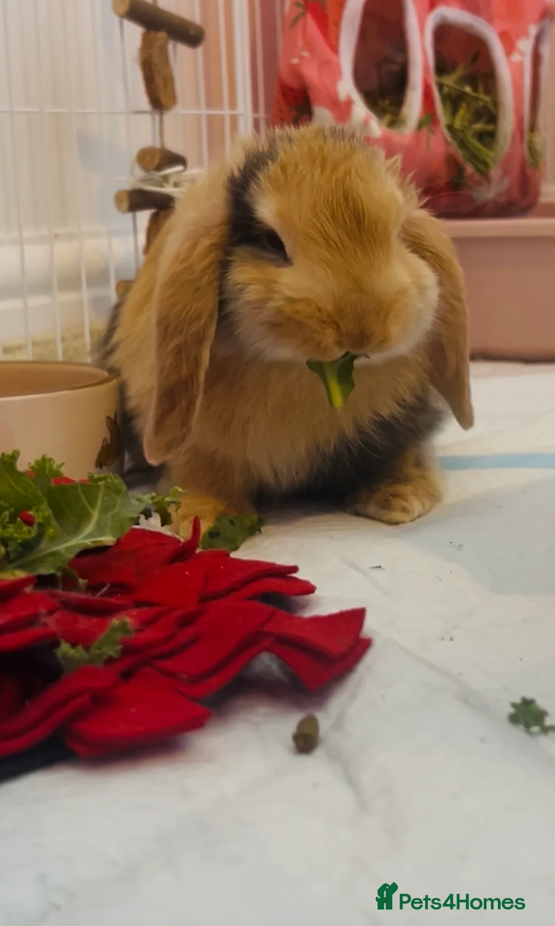 Mini Lop rabbits for sale: Beautiful Mini Lop, Bonded Sisters in Newcastle upon Tyne - Advert 1