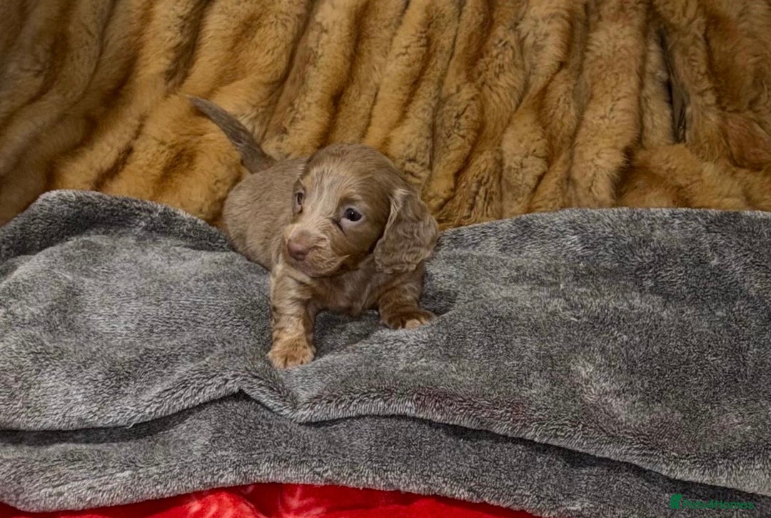 Miniature Dachshund dogs for sale: 💎RARE BREED/RARE BLOODLINE🩸 DACHSHUND PUPS 🐾 💕 - Advert 5