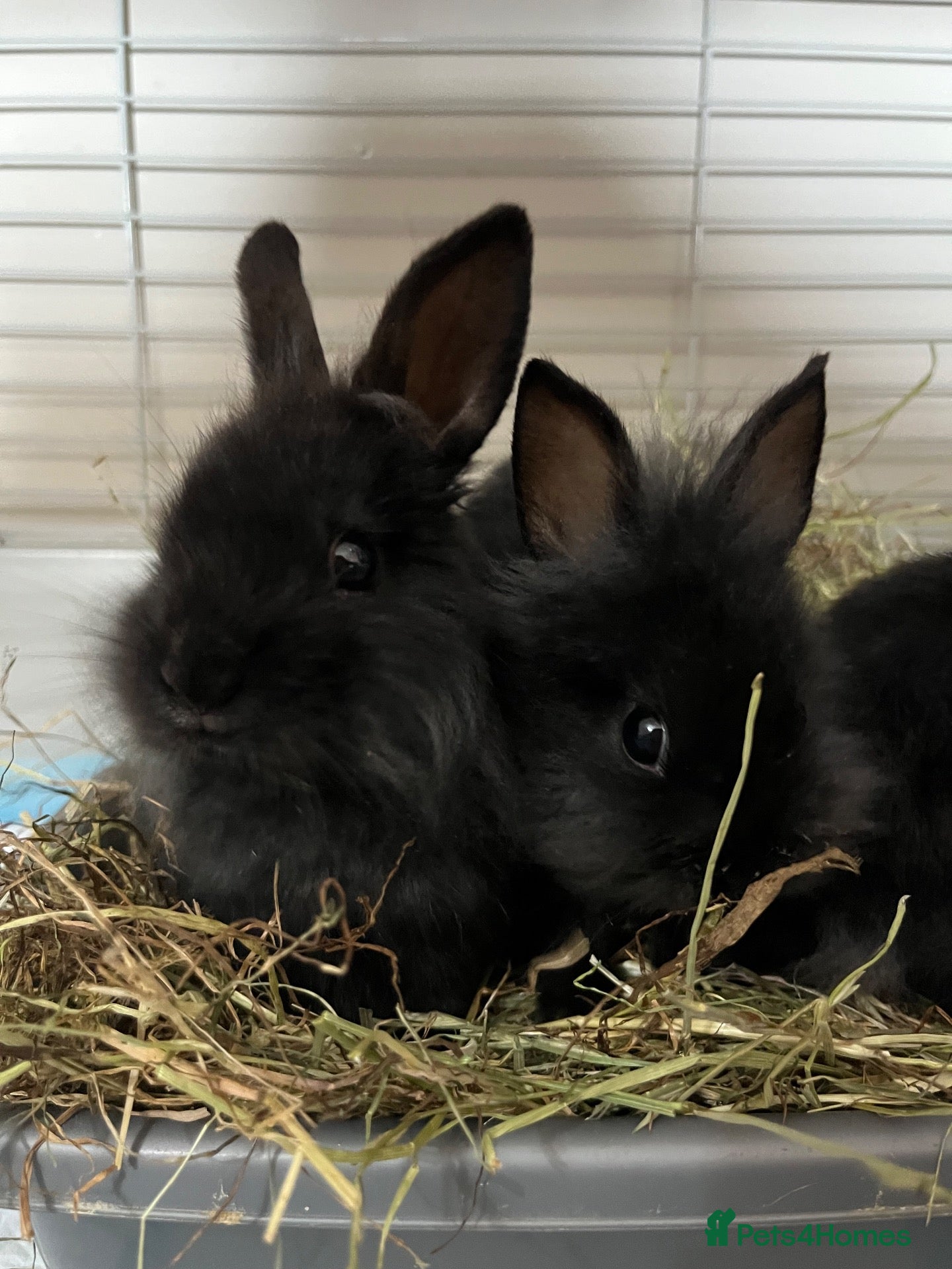 Lionhead rabbits Netherland dwarf lionhead mix ready for homes  - Advert 6