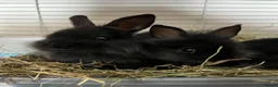 Lionhead rabbits for sale: Netherland dwarf lionhead mix ready for homes  - Advert 1