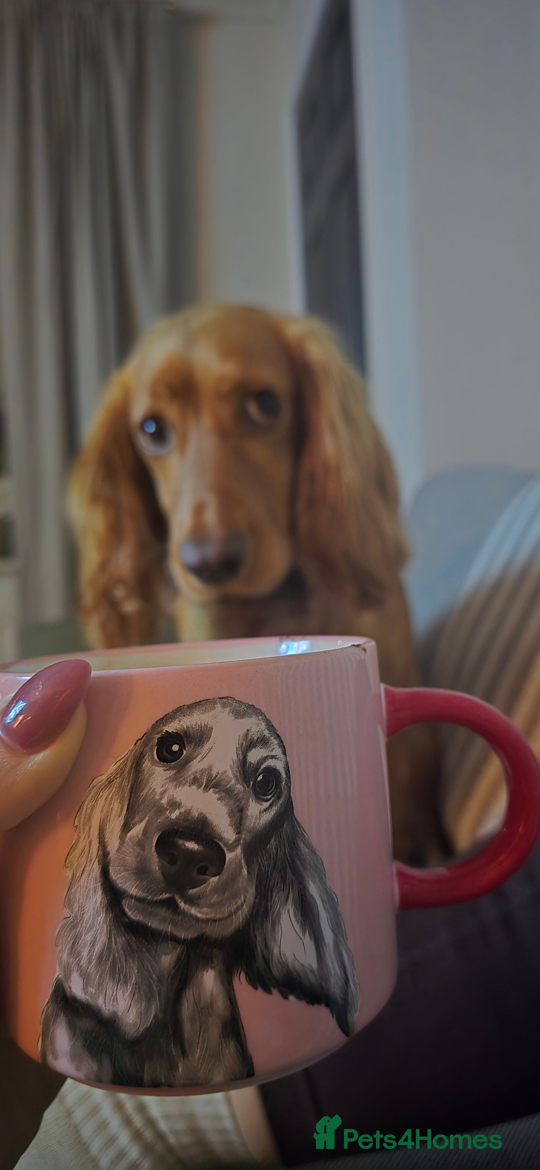 Irish Water Spaniel dogs Chase  - Advert 4