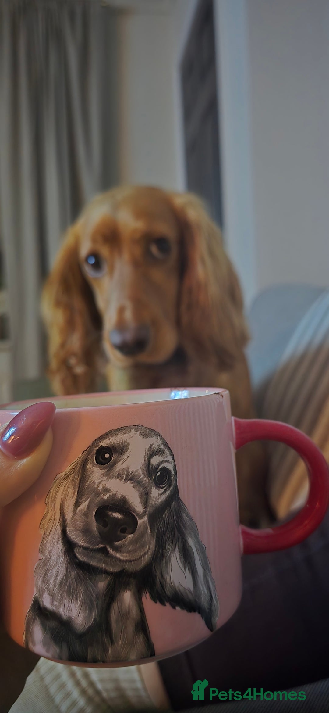 Irish Water Spaniel dogs for sale: Chase  - Advert 1