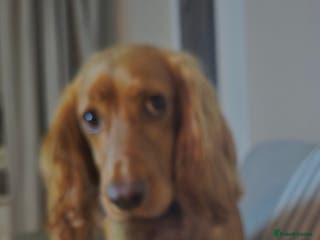 Irish Water Spaniel dogs Chase - Advert 4