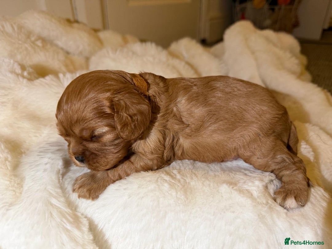 Cavalier King Charles Spaniel dogs for sale: 5 beautiful Cavalier King Charles puppies - Advert 6
