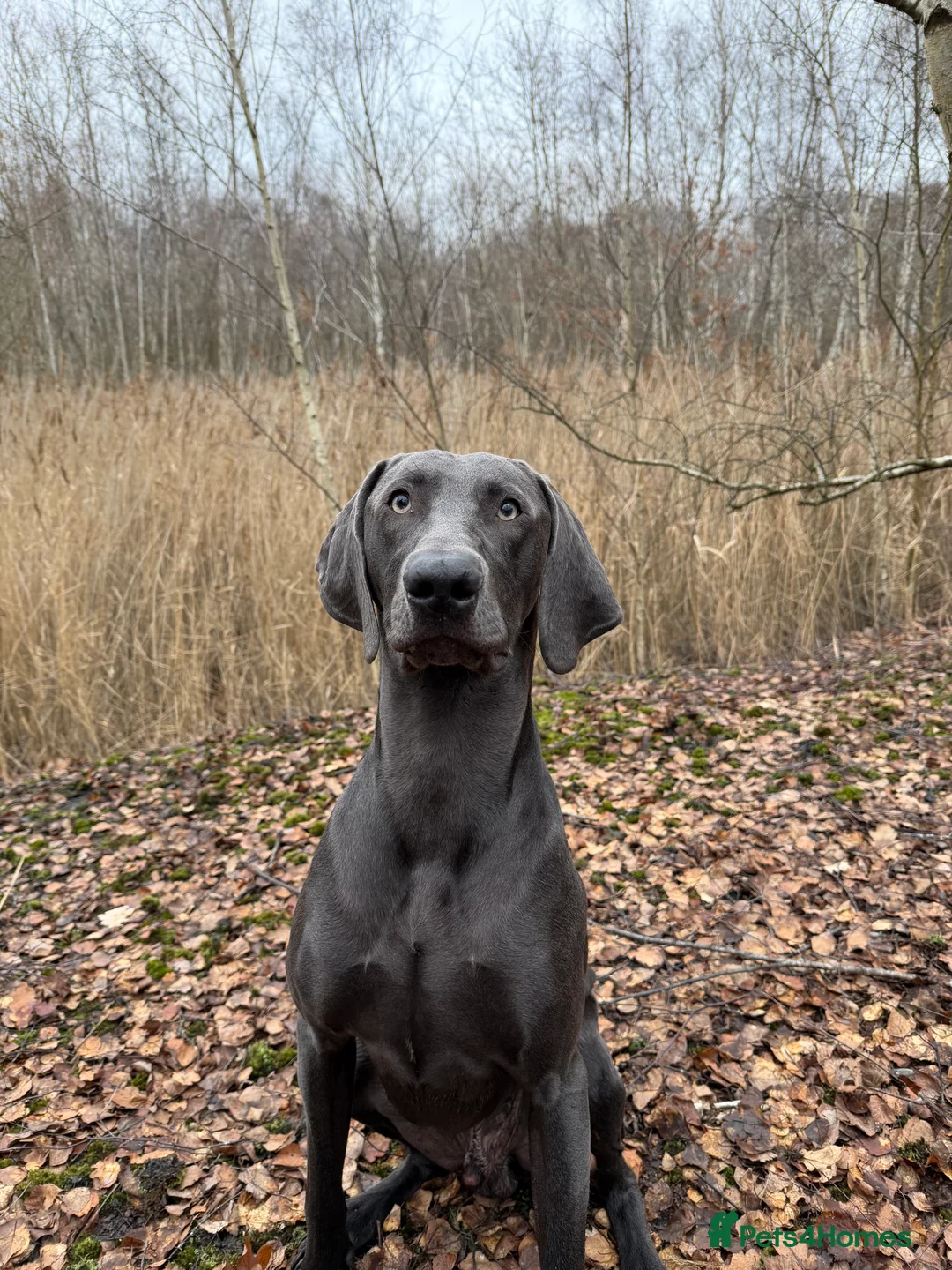 Mixed Breed dogs for sale: Vizmaraner puppies  - Advert 24