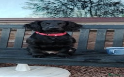 Cocker Spaniel dogs for stud: Health Tested KC Cocker Spaniel  - Image 8