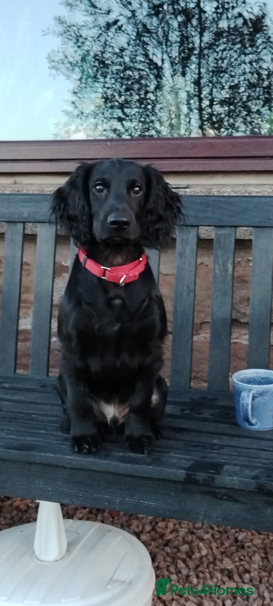 Cocker Spaniel dogs for stud: Health Tested KC Cocker Spaniel  - Image 8